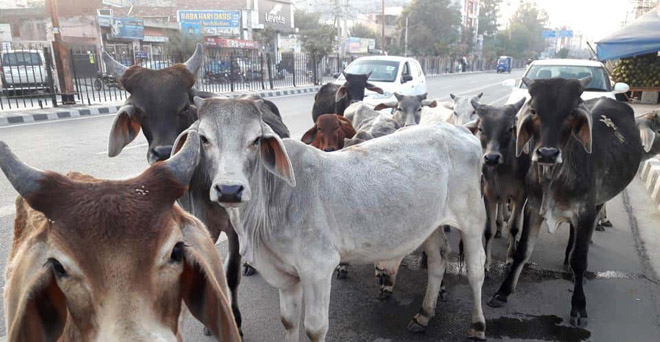 उत्तर प्रदेश में किसानों को राहत देने के लिए आवारा पशुओं के लिए आश्रय स्थल बनाएगी सरकार