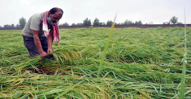 उत्तर प्रदेश, हरियाणा और उत्तराखंड में बेमौसम बारिश से धान समेत अन्य फसलों को नुकसान