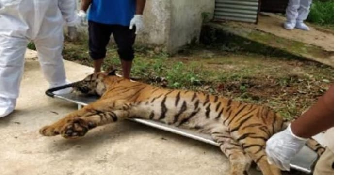 अब रांची में संक्रमित बाघ की मौत, कोरोना की आशंका