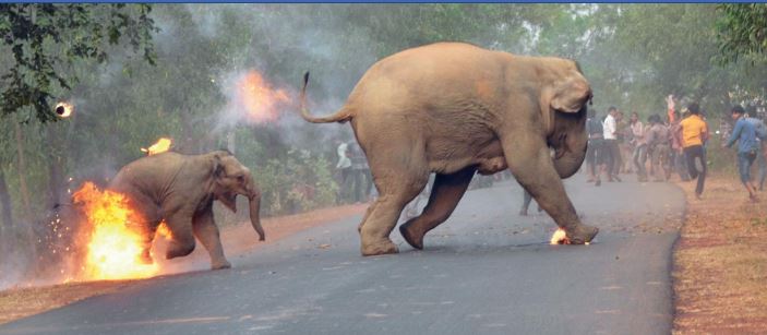 पटाखों और आग से बचकर भागते हाथी और उसके बच्चे की इस तस्वीर ने जीता अवॉर्ड