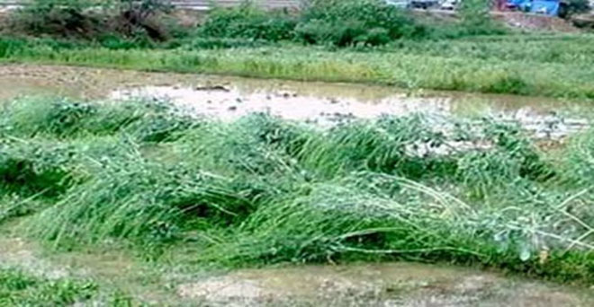 मध्य प्रदेश में लगातार हो रही बारिश से खरीफ फसलों को नुकसान की आशंका