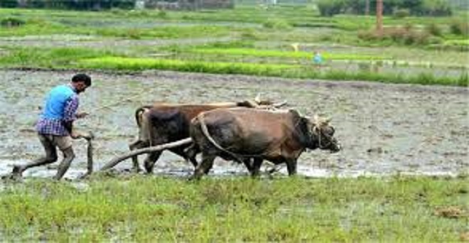 ओडिशा की कृषि नीति का मकसद किसानों की आय बढ़ाना: मुख्यमंत्री