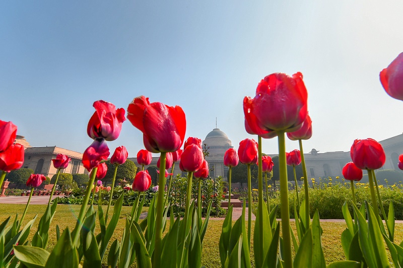 ट्यूलिप के फूलों से गुलजार राष्ट्रपति भवन स्थित मुगल गार्डन
