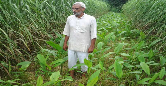 जैविक और मिश्रित खेती कर किसान भारत भूषण त्यागी ने बनाया फायदे का सौदा