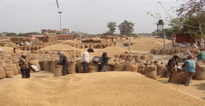 पंजाब, हरियाणा और मध्य प्रदेश में गेहूं की खरीद में आई तेजी, उत्तर प्रदेश में ढीली