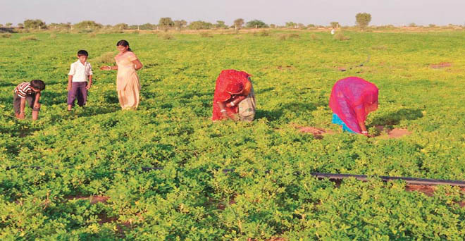 राजस्थान : दलहन, तिलहन और ग्वार सीड की बुवाई ज्यादा, बाजरा की कम