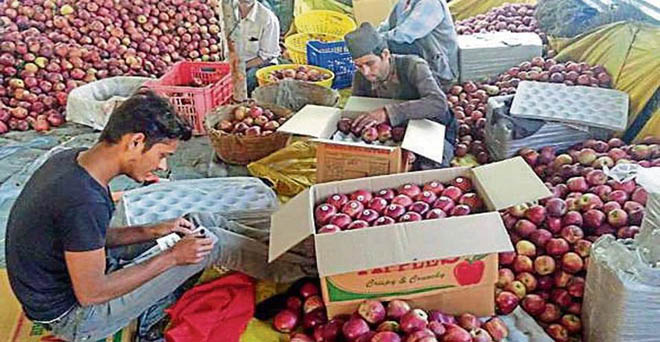दस सितंबर से नेफेड कश्मीर से खरीदेगी सेब, दिल्ली में आवक महीने के आखिर तक बढ़ेगी