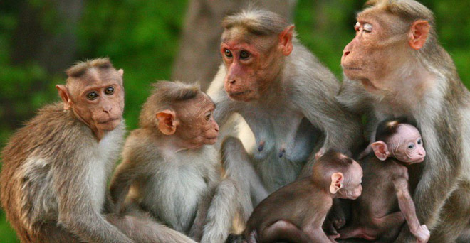 बंदरों से परेशान एक महिला ने एसिड पीकर जान दी