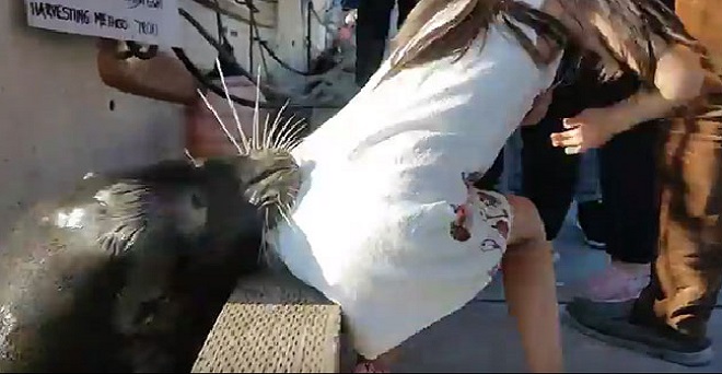OMG: देखिए कैसे Sea Lion इस लड़की को जबड़ों में दबा ले गया!