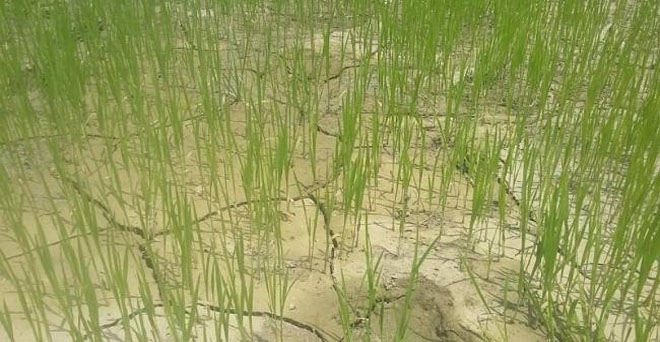 हरियाणा में बारिश की कमी वाले जिलों में खरीफ फसलों की गिरदावरी के निर्देश