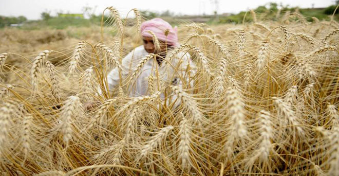 राजस्थान के कोटा से गेहूं की एमएसपी पर खरीद 15 मार्च से, किसान कराये पंजीकरण