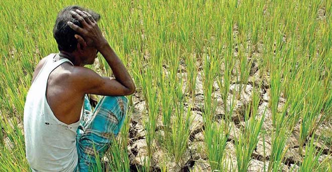 महाराष्ट्र के विदर्भ में बारिश की कमी से धान को नुकसान, किसानों की चिंता बढ़ी