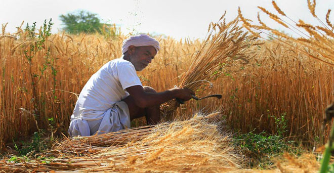 मध्य प्रदेश सरकार गेहूं किसानों को 160 रुपये बोनस देगी, 2,000 रुपये पर होगी खरीद