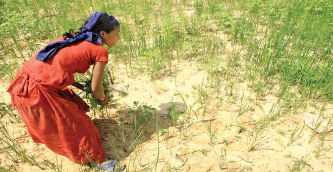 राजस्थान : खराब मानसून से जोधपुर में 70 फीसदी फसलों को नुकसान