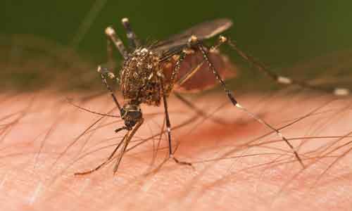 ‘मच्छर मुक्त’ भारत की कामना