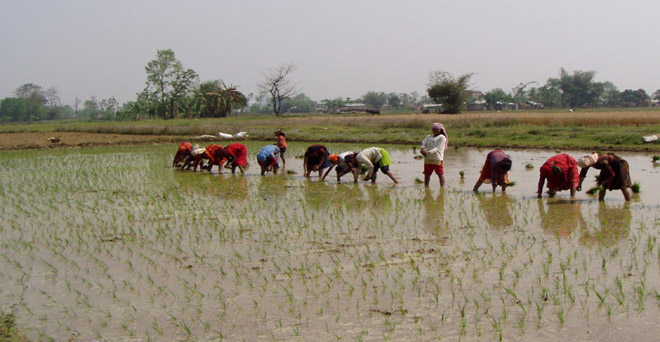 हरियाणा में 90 लाख टन धान उत्पादन का लक्ष्य तय, कपास का 23 लाख गांठ