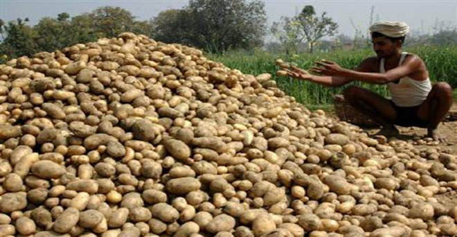 गुजरात के आलू किसानों की मदद के लिए भाकियू ने प्रधानमंत्री को लिखा पत्र