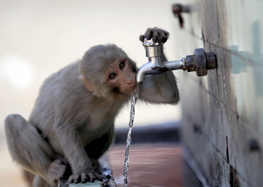 जम्मू में गर्मी बढ़ी, एक बंदर कुछ यूं प्यास बुझाता नजर आया
