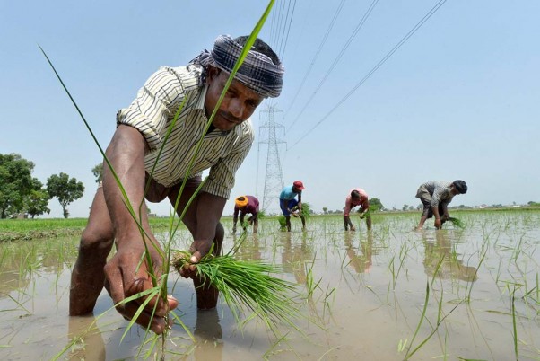 जम्मू में भारत-पाकिस्तान अंतर्राष्ट्रीय सीमा के पास धान की रोपाई करते किसान