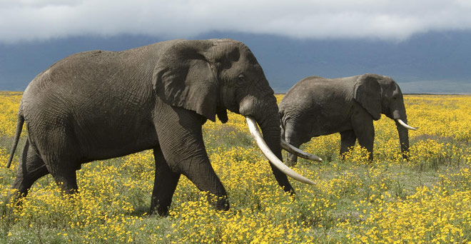 हाथी के मल से पर्यावरण अनुकूल कागज का उत्पादन