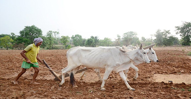 गुजरात में गेहूं की बुवाई 67 और मोटे अनाजों की 52 फीसदी पिछड़ी