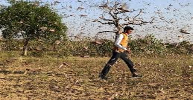 राजस्थान में टिड्डियों के हमले से 1.49 लाख हेक्टेयर में रबी फसलों को नुकसान
