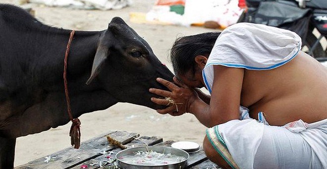 राजस्थान हाईकोर्ट की टिप्पणी, ‘गाय को राष्ट्रीय पशु घोषित करे सरकार, गौवध पर हो उम्रकैद’