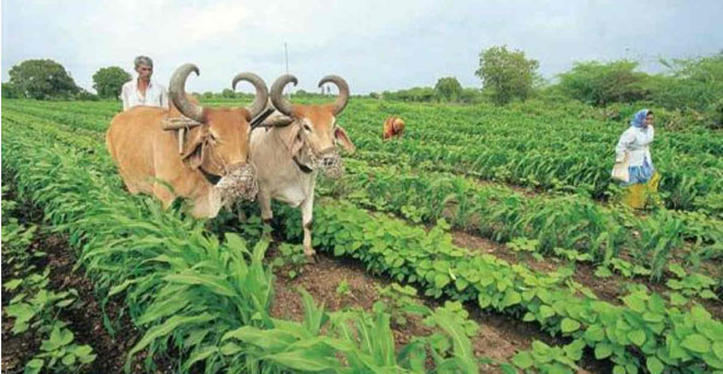 गुजरात : खरीफ फसलों की 94 फीसदी बुवाई पूरी, कपास की बढ़ी तो मूंगफली की घटी