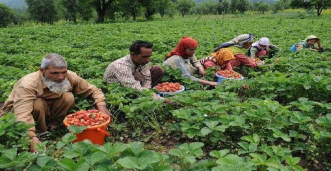 जम्मू कश्मीर के सभी किसानों को मिलेगा किसान क्रेडिट कार्ड