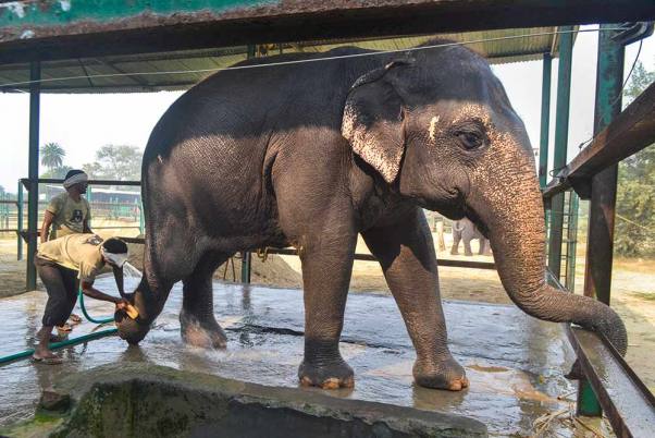 मथुरा में हाथी संरक्षण और देखभाल केंद्र में एक बचाए हुए हाथी का पंजा साफ करता एक महावत