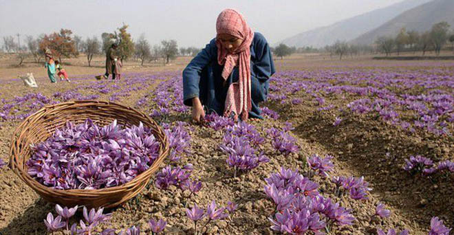 समय पर बारिश होने से कश्मीर में केसर उत्पादन बढ़ने का अनुमान : कृषि निदेशक