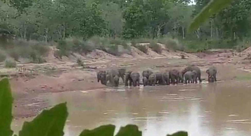मुसीबत में गजराजः हाथी झुंड में रहते हैं और  जहां भोजन-पानी मिले, वहां रुक जाते हैं