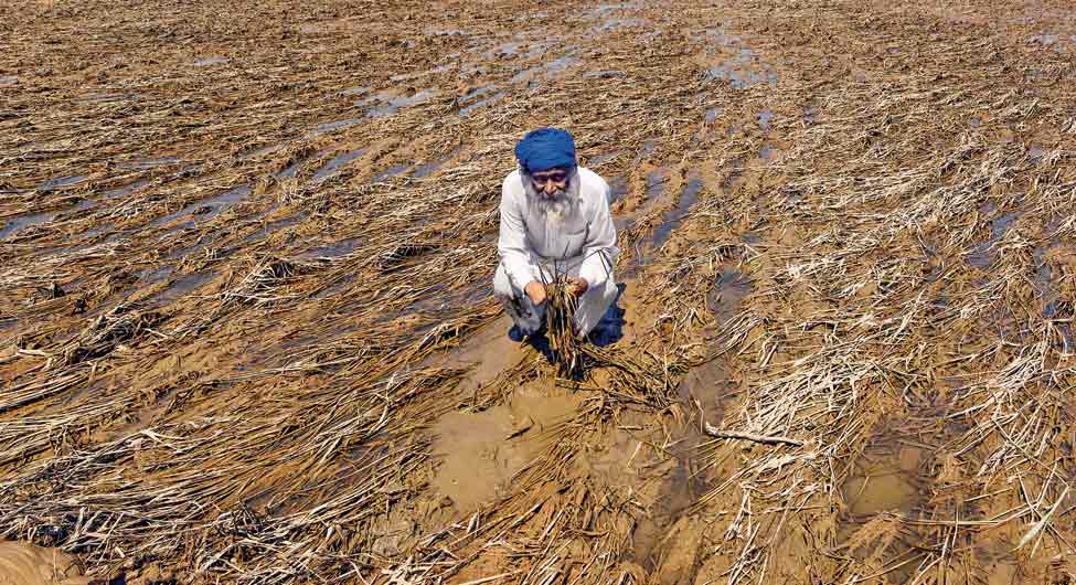 तबाहीः कीचड़ से भरे खेत में किसान तबाहीः कीचड़ से भरे खेत में किसान