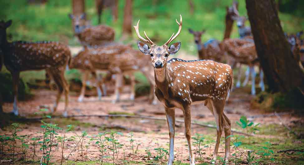 अभयारण्य अभयारण्य