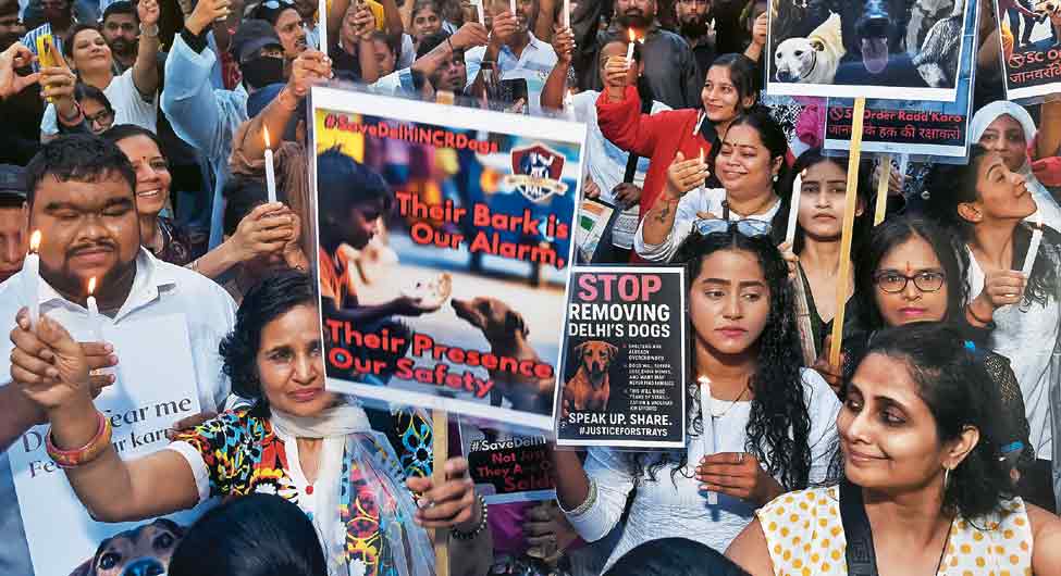 सड़क के कुत्तेः आवारा समस्या