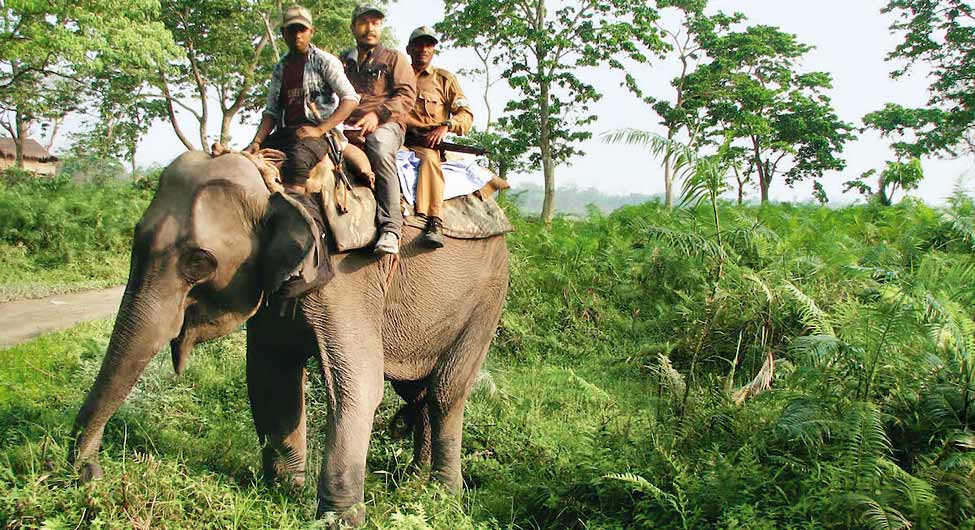 निगरानीः जंगल में जानवरों की सुरक्षा के लिए पेट्रोलिंग करते सुरक्षाकर्मी