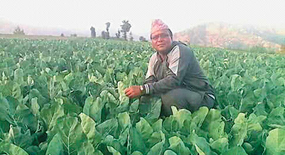 सब्जियों की खेती से लाखों कमाने वाले तेजराम शर्मा को दो हेक्टेयर से कम जमीन वाले किसानों की श्रेणी में ‘फसल उत्पादन के तरीके में नवाचार’ अवार्ड मिला