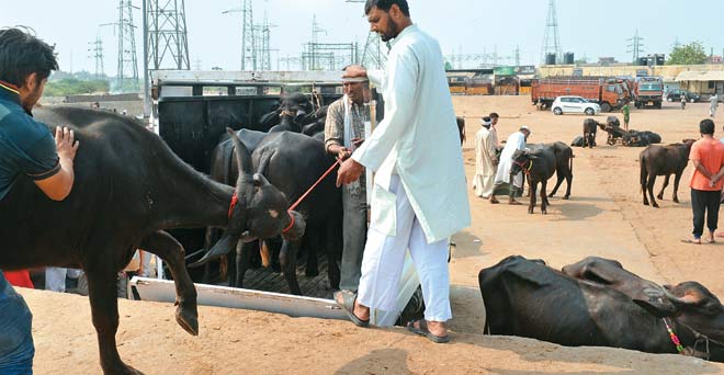 दूध और मांस में संतुलन की चुनौती