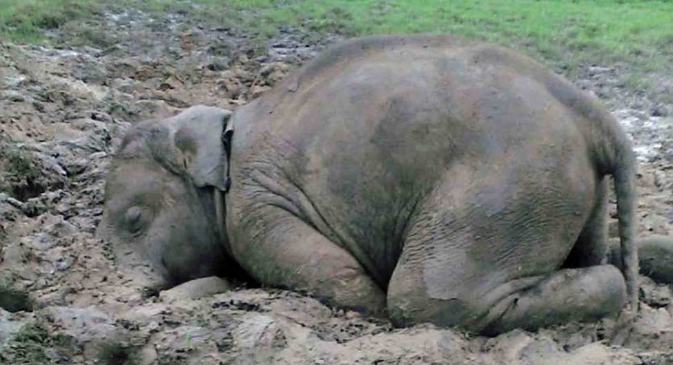 दोषी कौनः छत्तीसगढ़ में हाथियों की मौत का सिलसिला थमने का नाम नहीं ले रहा